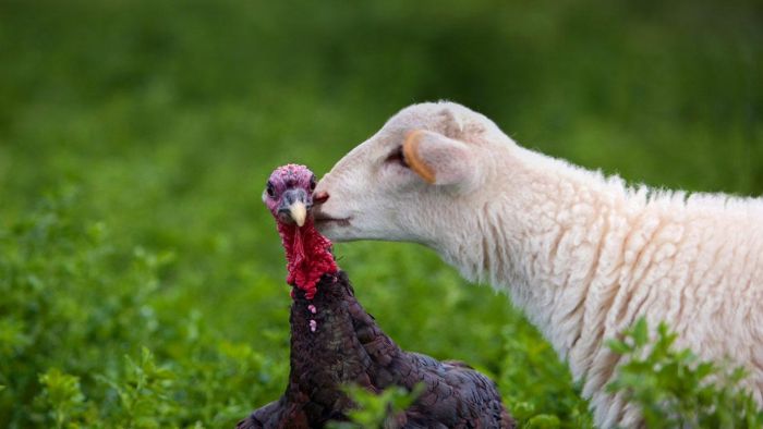 Animal Photos (39 pics)