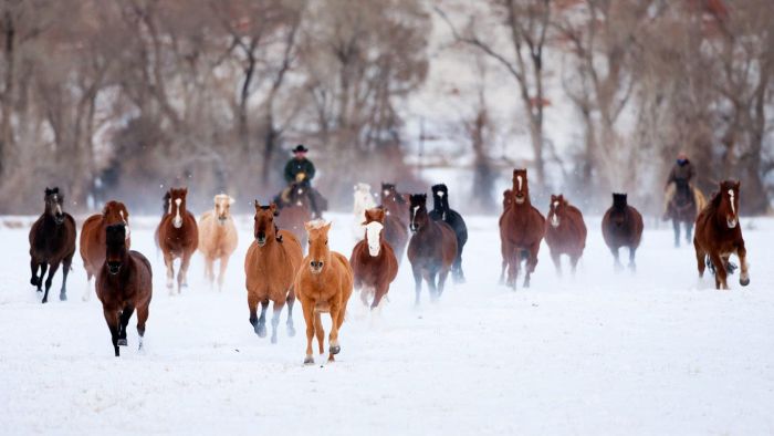 Animal Photos (39 pics)