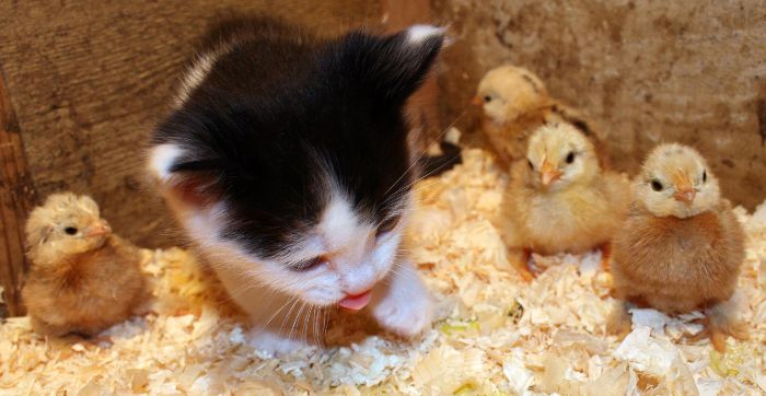 Animal Photos (39 pics)