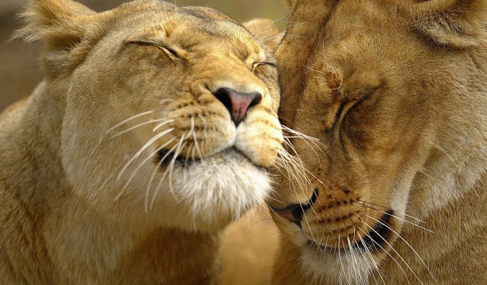 Animal Photos (39 pics)