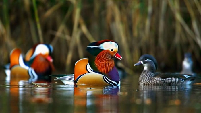 Animal Photos (39 pics)