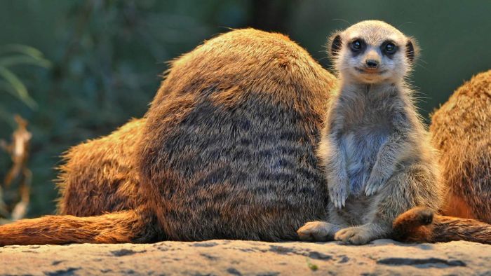 Animal Photos (39 pics)