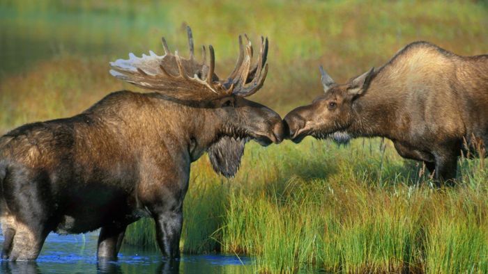 Animal Photos (39 pics)