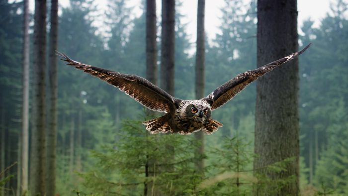 Animal Photos (39 pics)