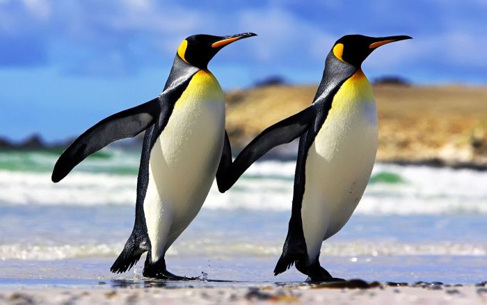 Animal Photos (39 pics)