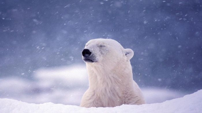 Animal Photos (39 pics)