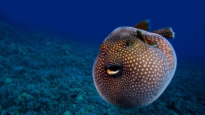 Animal Photos (39 pics)