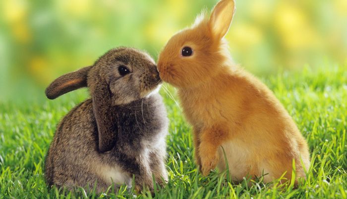 Animal Photos (39 pics)