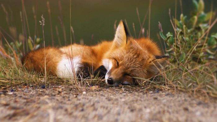 Animal Photos (39 pics)