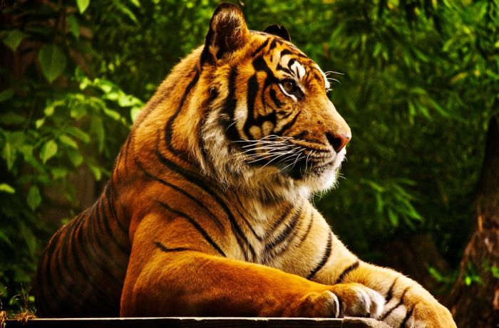 Animal Photos (39 pics)