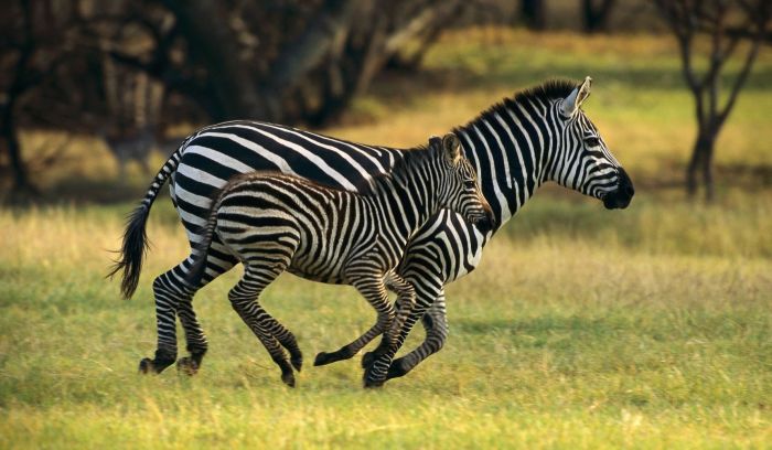 Animal Photos (39 pics)