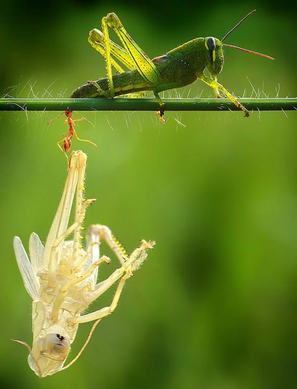 This Is How Grasshopper Moults (5 pics)