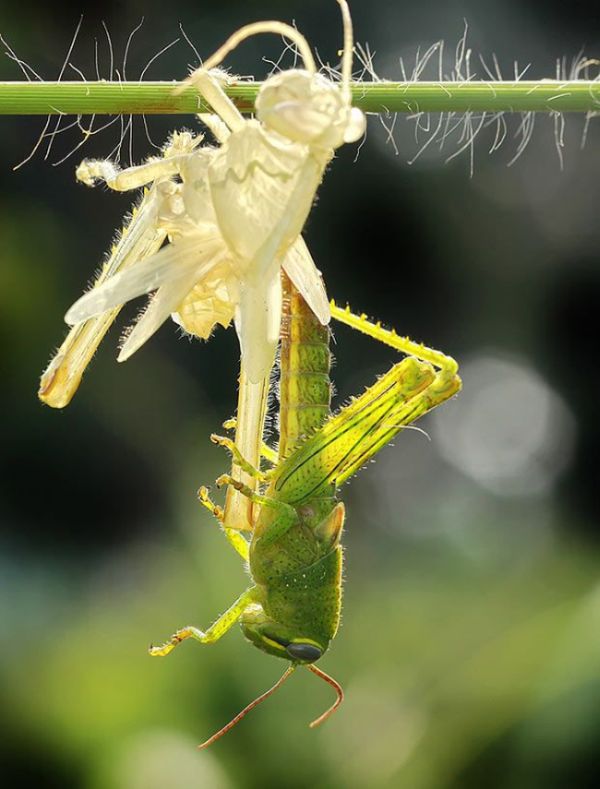 This Is How Grasshopper Moults (5 pics)