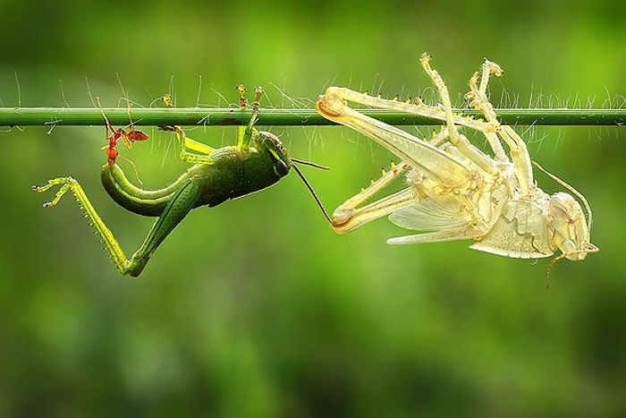 This Is How Grasshopper Moults (5 pics)