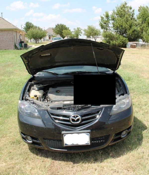 Possum Under the Hood (7 pics)