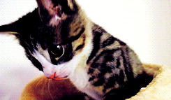 Acid Gifdump, April 5, 2013 (25 gifs)