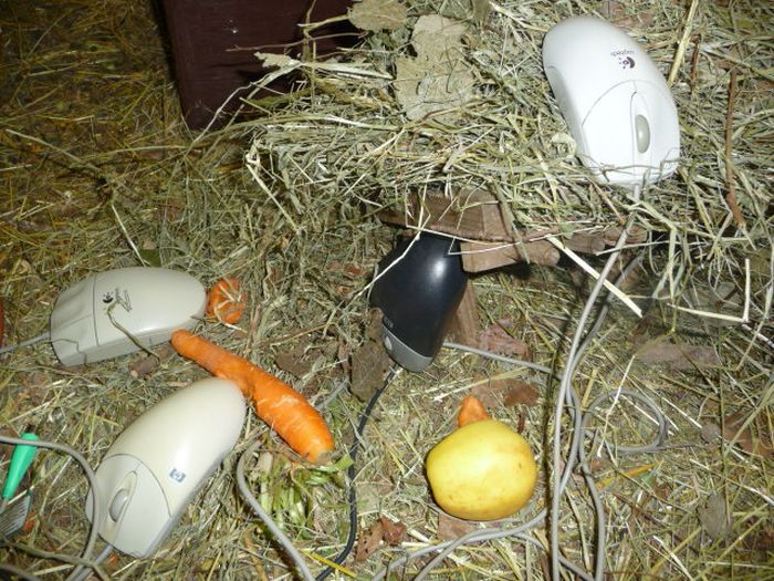CERN Animal Shelter for Computer Mice (7 pics)