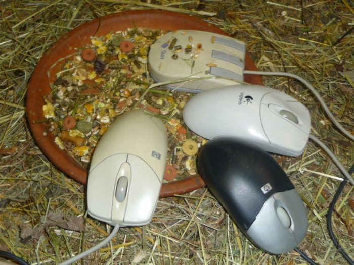CERN Animal Shelter for Computer Mice (7 pics)