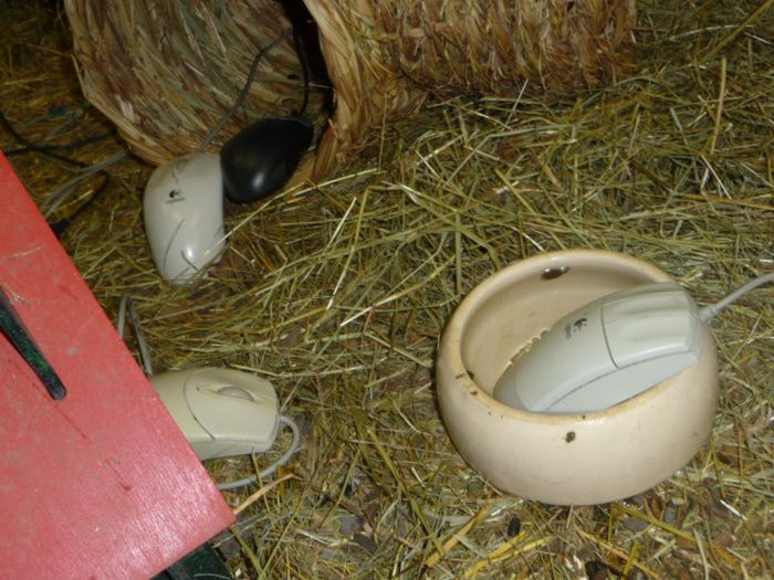 CERN Animal Shelter for Computer Mice (7 pics)