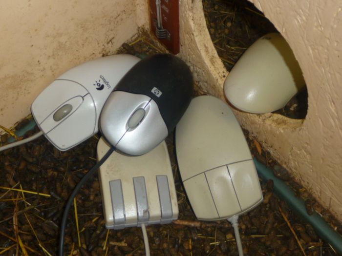 CERN Animal Shelter for Computer Mice (7 pics)