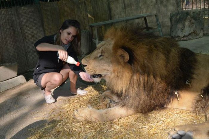 Luxure tv zoo. Зоопарк Буэнос-Айреса. Зоо модель. Lujan Zoo. Зоопарк видео.