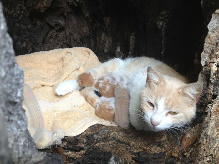 Pregnant Cat Was Missing (3 pics)