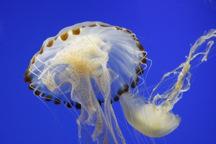 Stunning Jellyfish (50 pics)