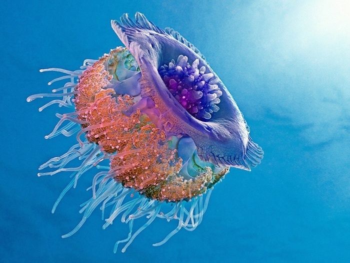Stunning Jellyfish (50 pics)