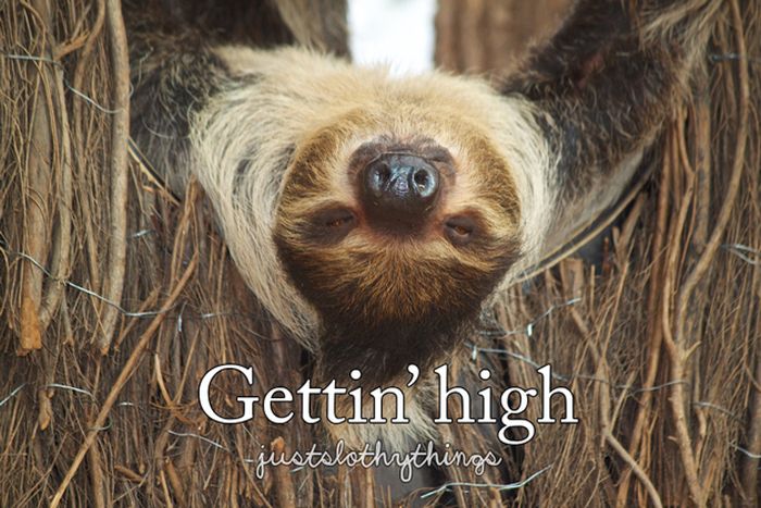 What It's Like to Be a Sloth (28 pics)