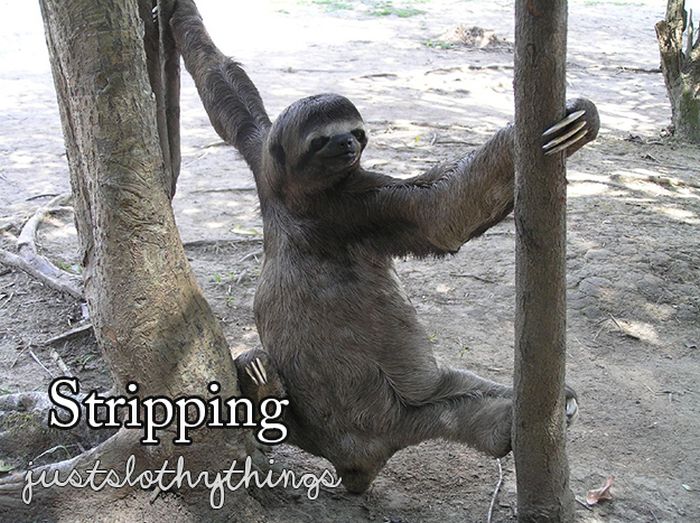 What It's Like to Be a Sloth (28 pics)