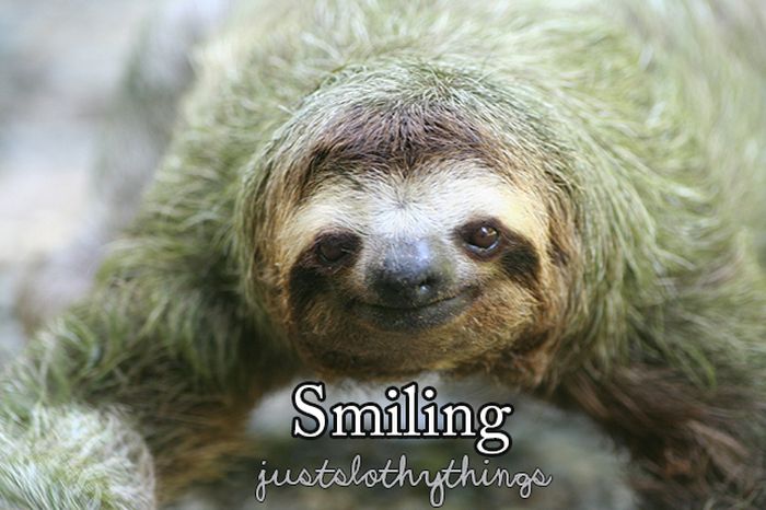 What It's Like to Be a Sloth (28 pics)