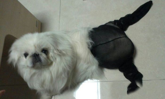 Dogs Wearing Pantyhose (18 pics)