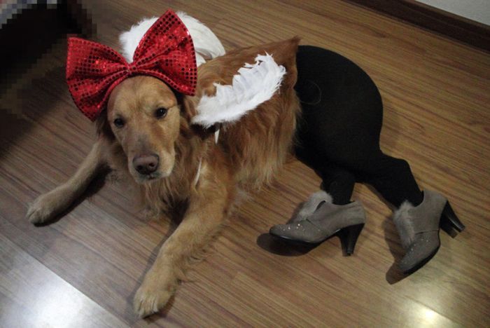 Dogs Wearing Pantyhose (18 pics)