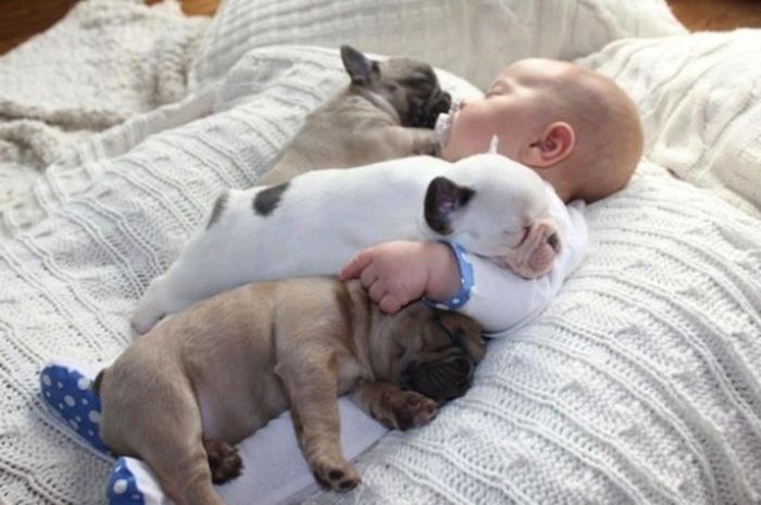 Baby with Bulldog Puppies (11 pics)