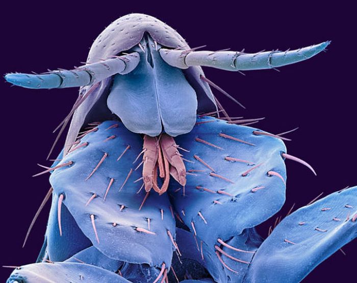 Everyday Items under a Microscope (27 pics)