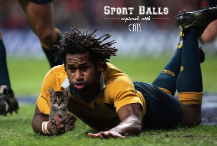 Sports Balls Replaced With Cats (20 pics)