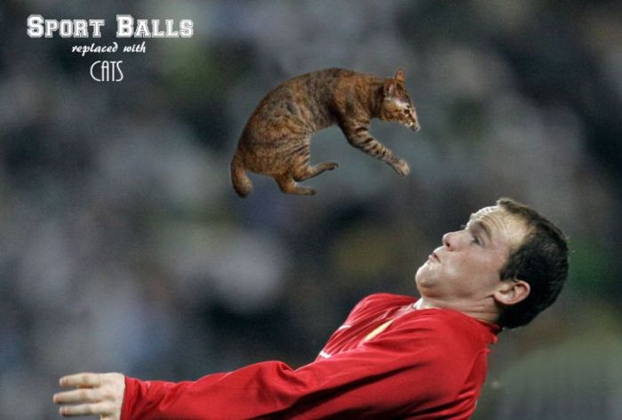 Sports Balls Replaced With Cats (20 pics)