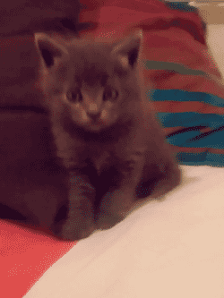Acid Gifdump, April 16, 2013 (25 gifs)