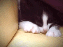 Acid Gifdump, April 16, 2013 (25 gifs)