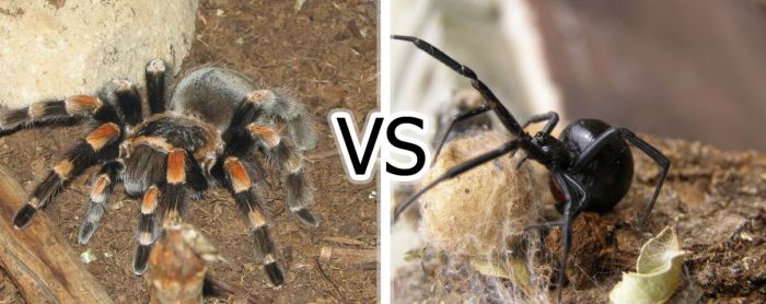 Tarantula vs Black Widow (3 pics)