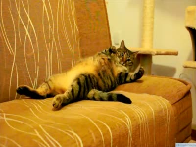 Funny Cat Enjoys to Being Vacuumed