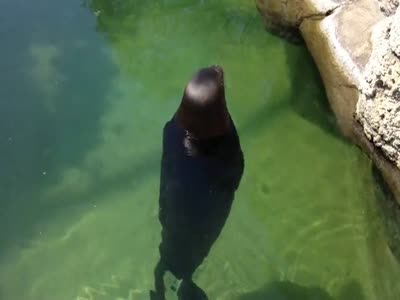 Seal Spinning Like a Boss