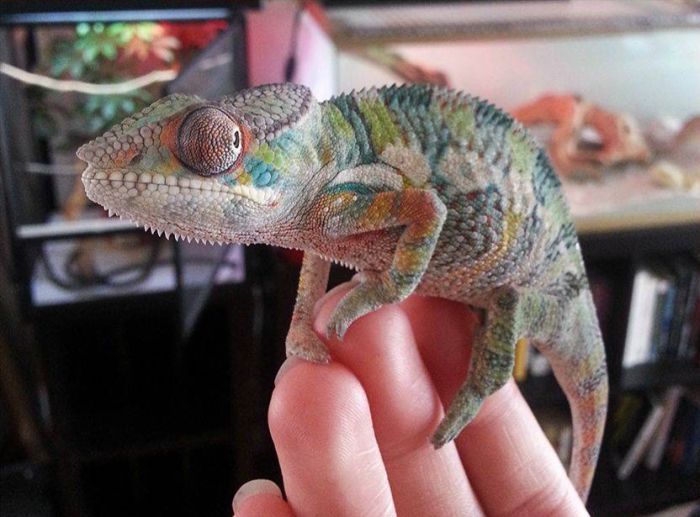 Chameleon from 1 to 90 Days (9 pics)