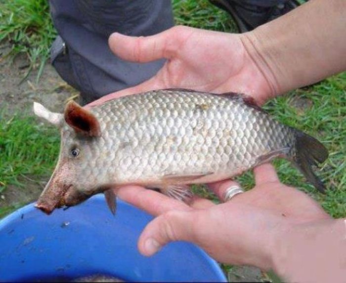 Amateur Photoshop Fails and Wins (52 pics)