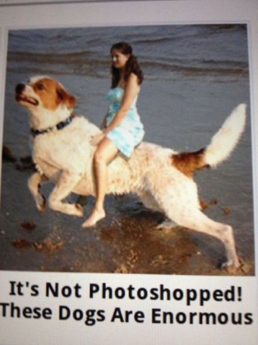 Amateur Photoshop Fails and Wins (52 pics)