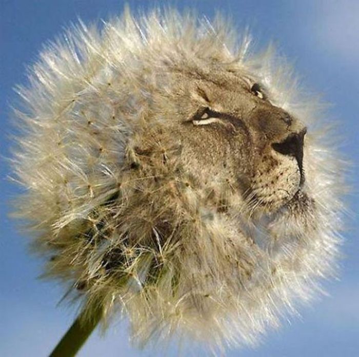 Amateur Photoshop Fails and Wins (52 pics)