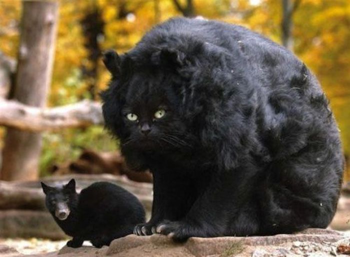Amateur Photoshop Fails and Wins (52 pics)