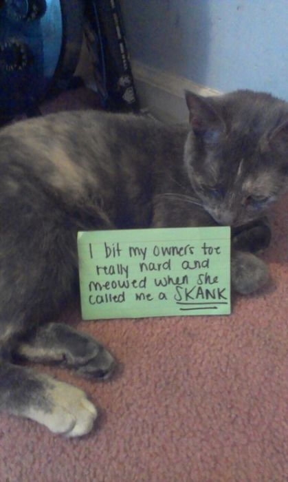 Cat Shaming. Part 2 (40 pics)