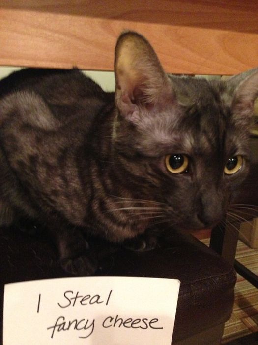 Cat Shaming. Part 2 (40 pics)