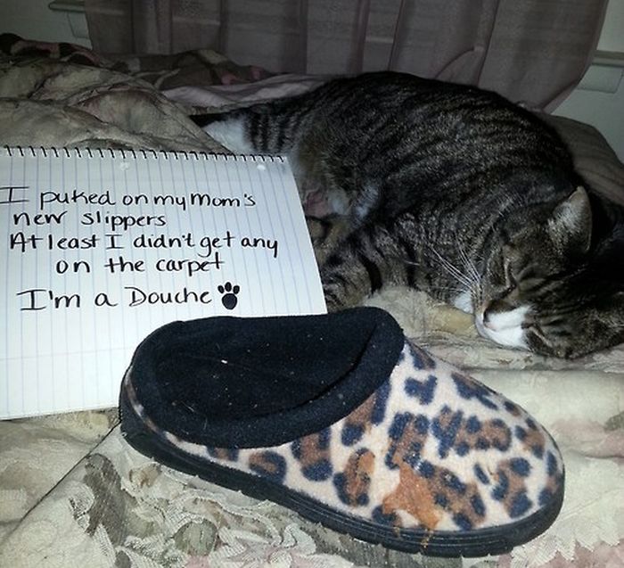 Cat Shaming. Part 2 (40 pics)